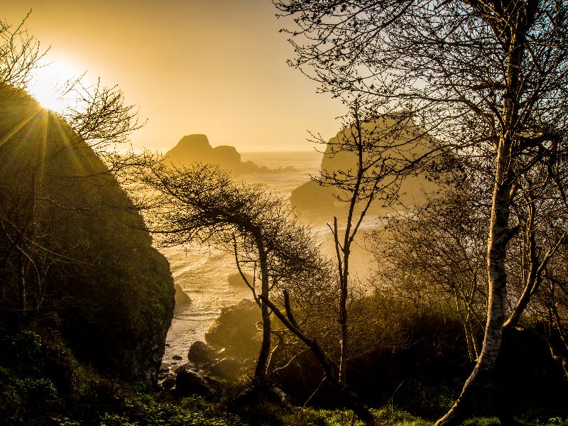 coastline-with-trees